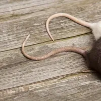 Rat tails on wooden flooring