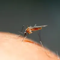 Mosquito on Skin