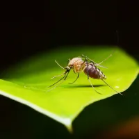 A Mosquito Full of Blood Sitting on a Leaf