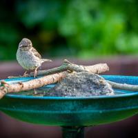 Bird Bath Full of Mosquito Larvicide