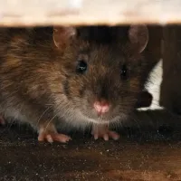 a rodent entering a structure