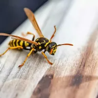 wasp on a wood table
