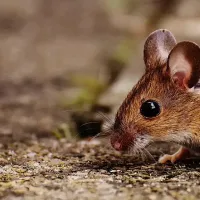 mouse walking along dirt