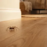 spider walking across hardwood floors