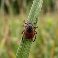 tick on a blade of grass