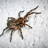 spider in home