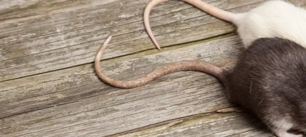 Rats Found With Tails Tied Together in Eastern Estonia 