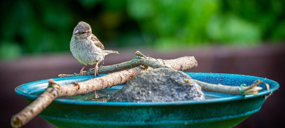 Bird Bath Full of Mosquito Larvicide