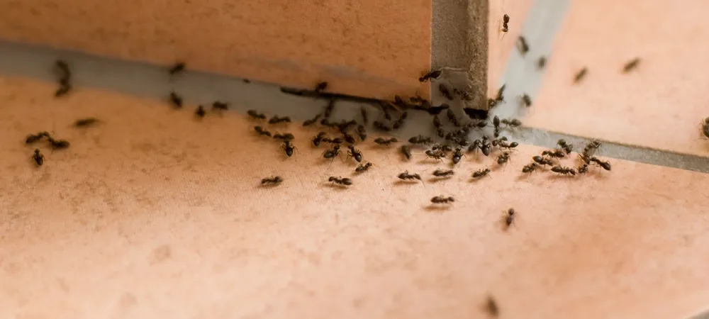 ants on a tile floor