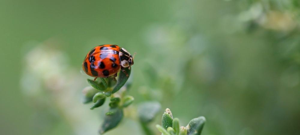 a ladybug on a plant