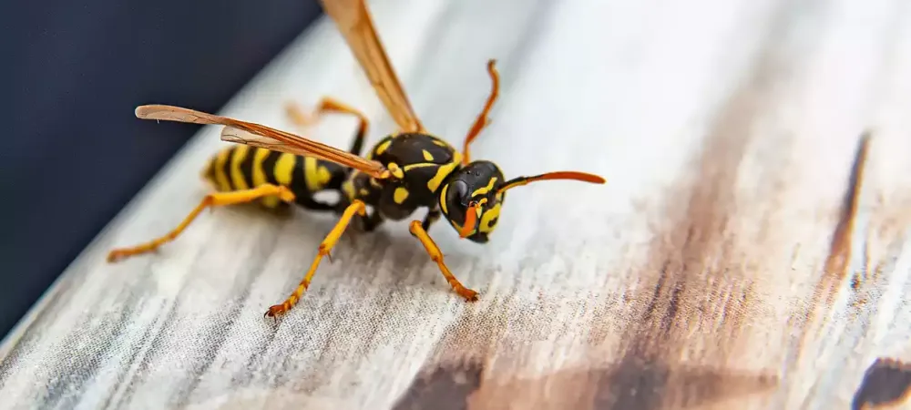wasp on a wood table