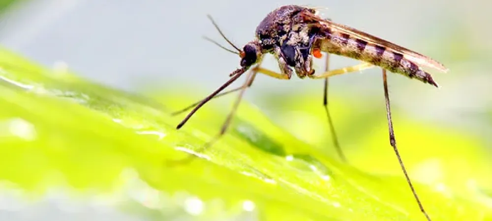 Mosquito on a leaf