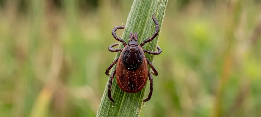 tick on a blade of grass