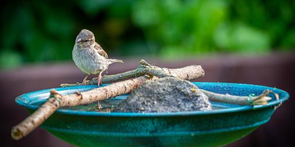 Bird Bath Full of Mosquito Larvicide