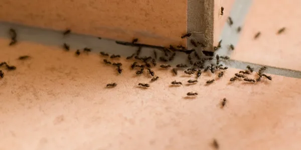 ants on a tile floor