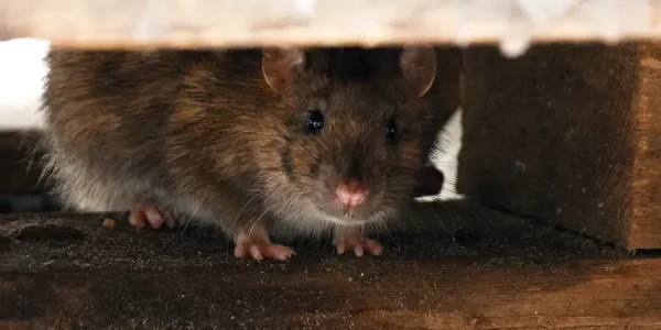 a rodent entering a structure