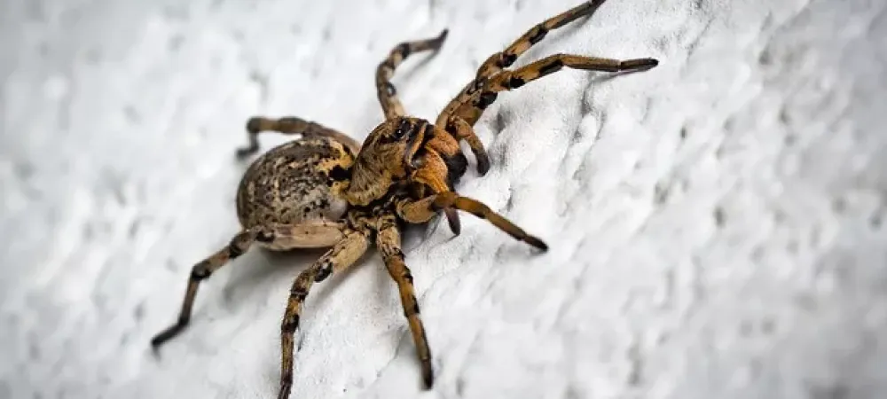 spider-in-residential-home-in-nebraska spider in home
